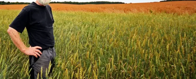 Agriculteur barbu dans son champs