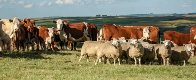 Vaches et moutons dans un champs