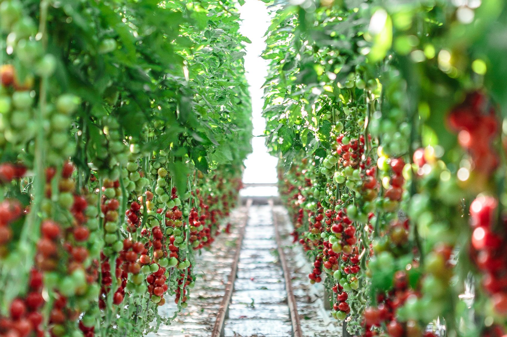 Rangées de tomates cultivées par Solarenn