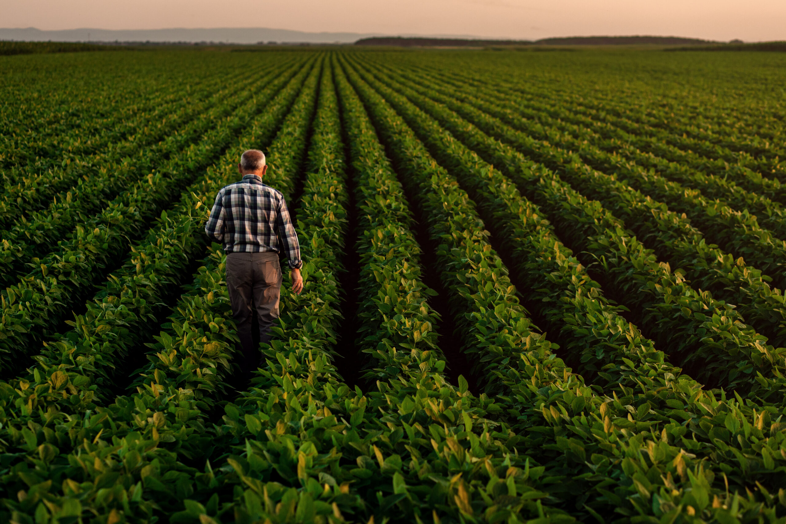 Rear view of senior farmer standing in soybean field examining c